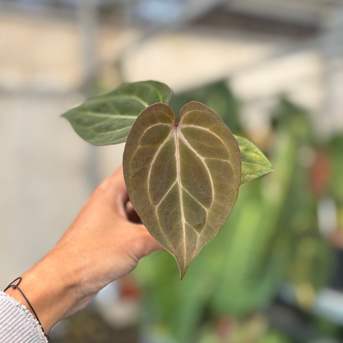 Anthurium Angela x Black Widow