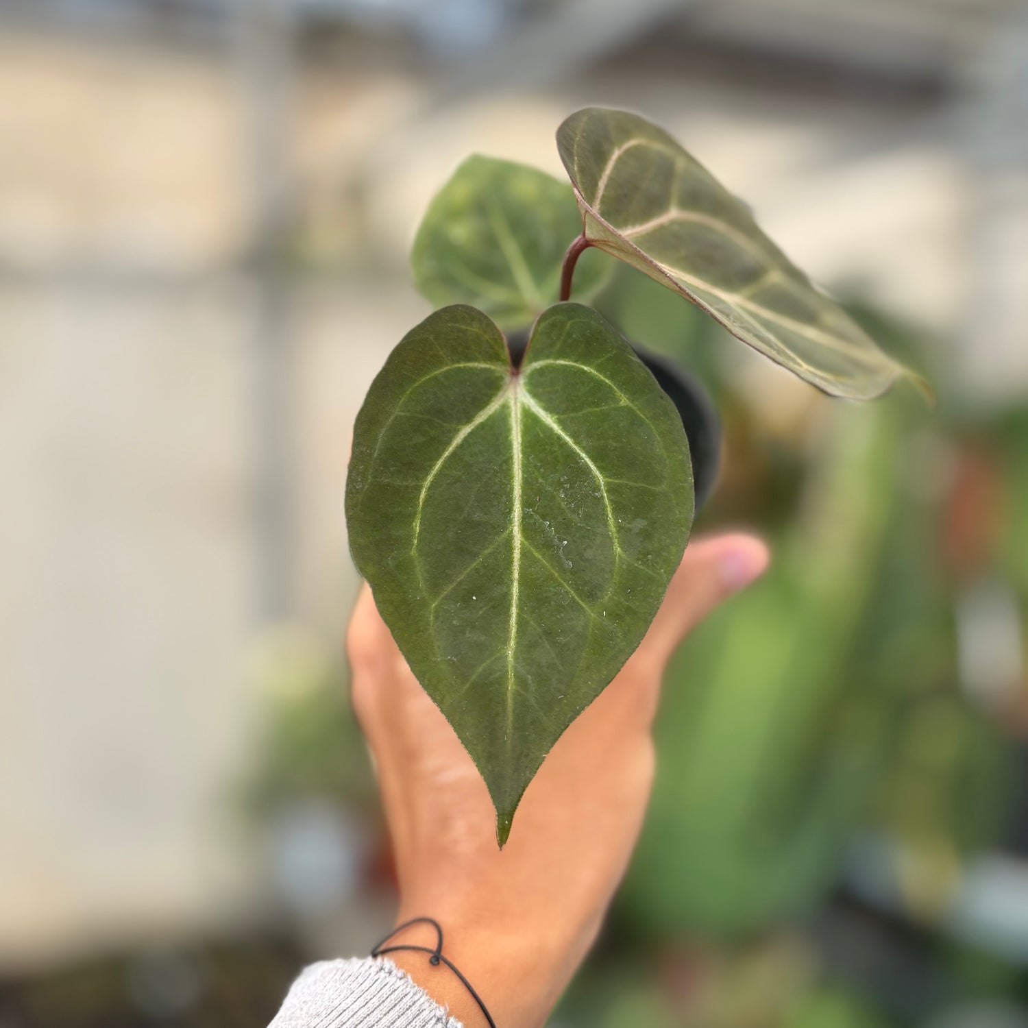 black widow anthurium Anthurium Angela x Black Widow