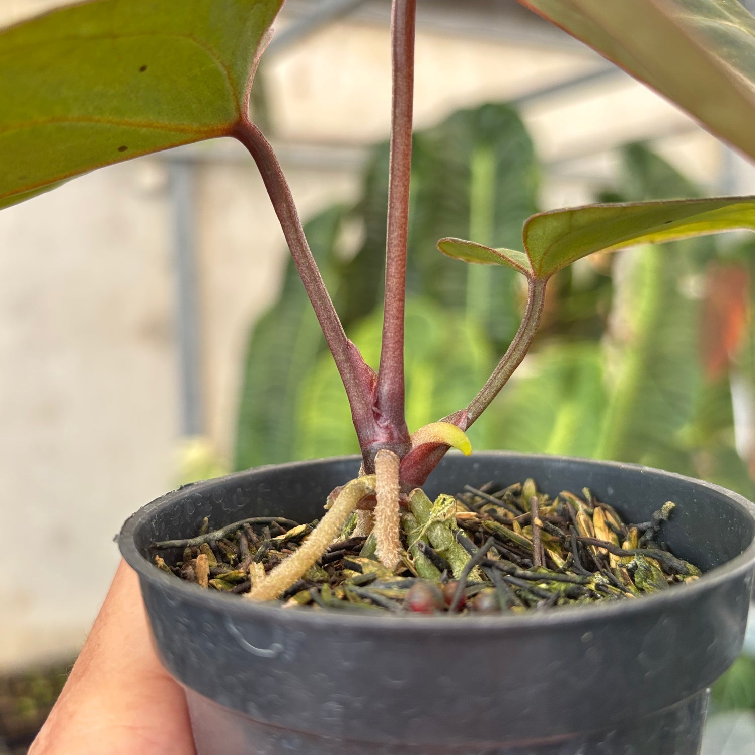 philodendron black widow Anthurium Angela x Black Widow