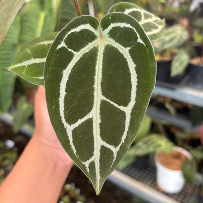 Anthurium Panglima x BVIT x Zara Michelle