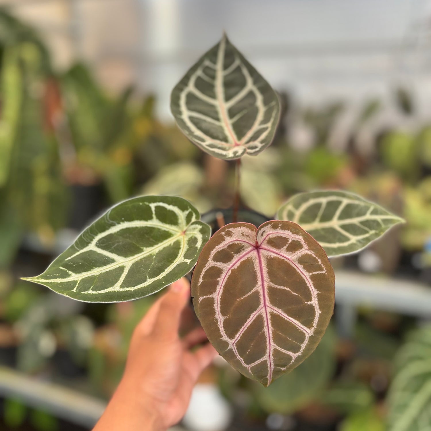 Anthurium HU x Red x Michelle x Torto