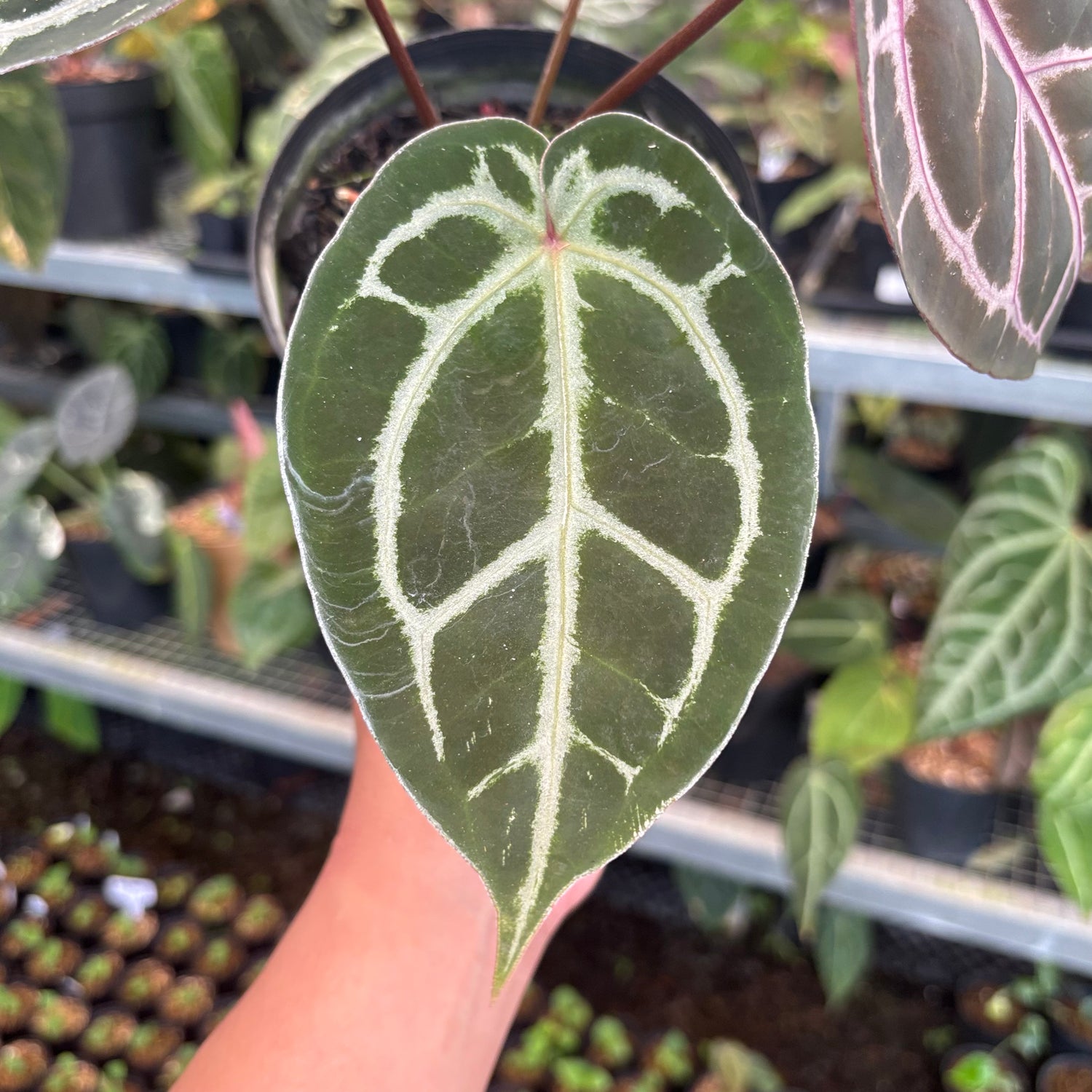 Anthurium HU x Red x Michelle x Torto