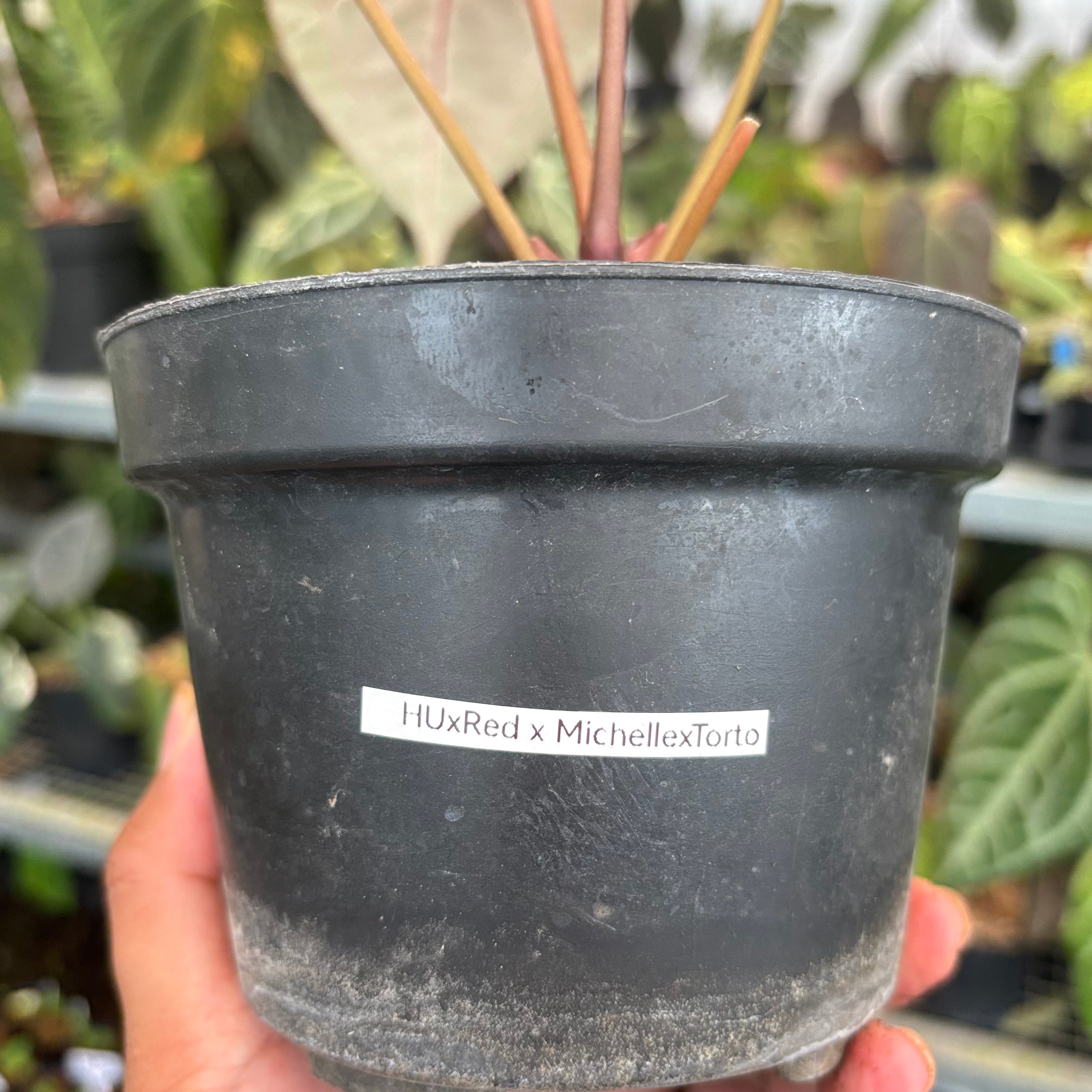 Anthurium HU x Red x Michelle x Torto