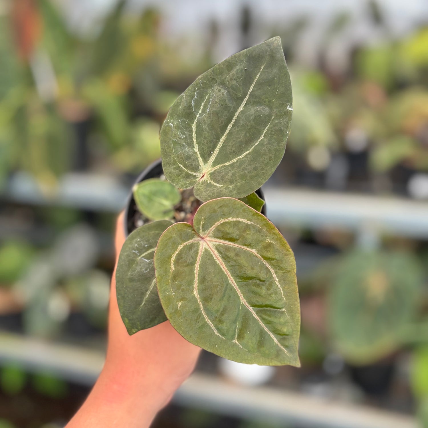 Anthurium Black Muscle x TSG