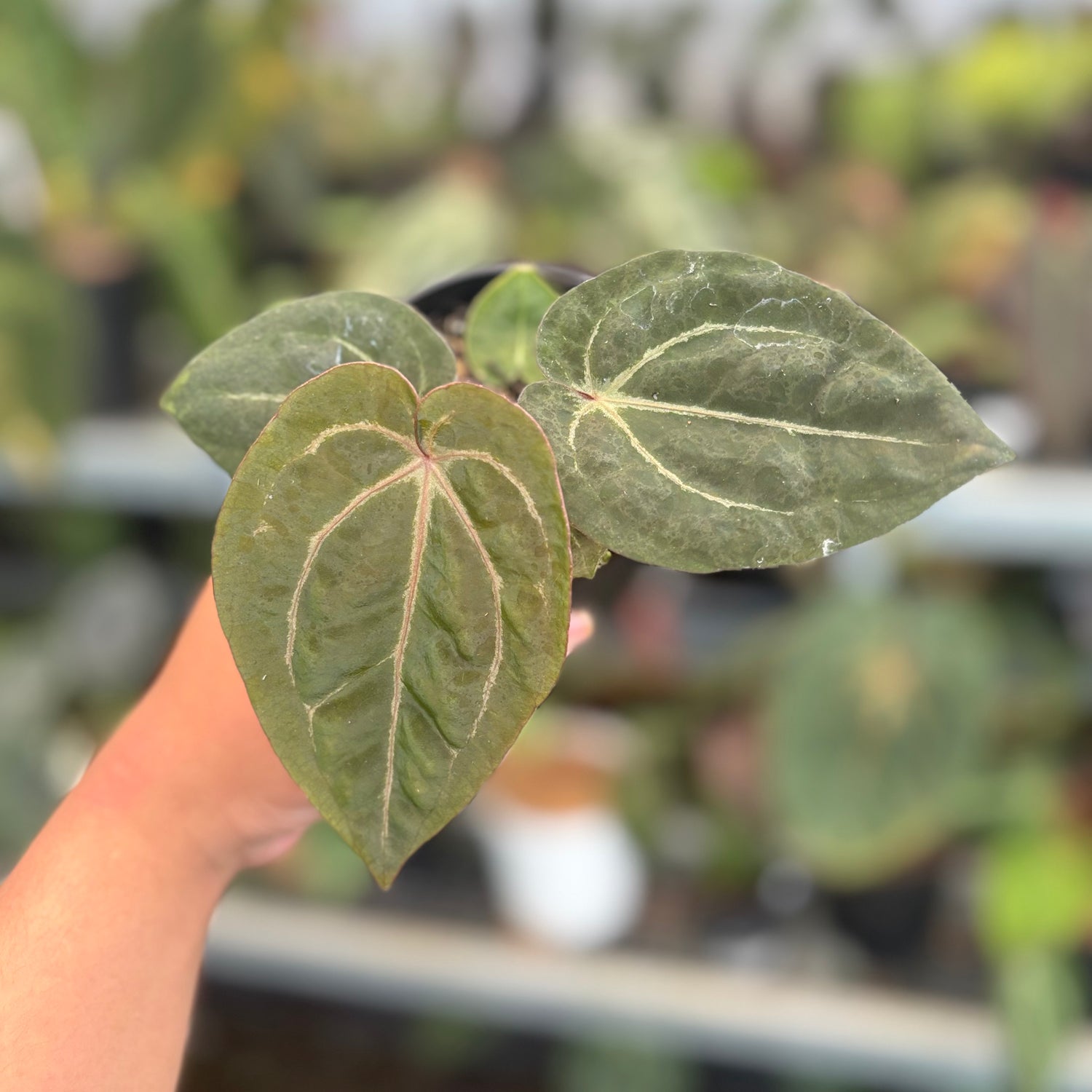 Anthurium Black Muscle x TSG