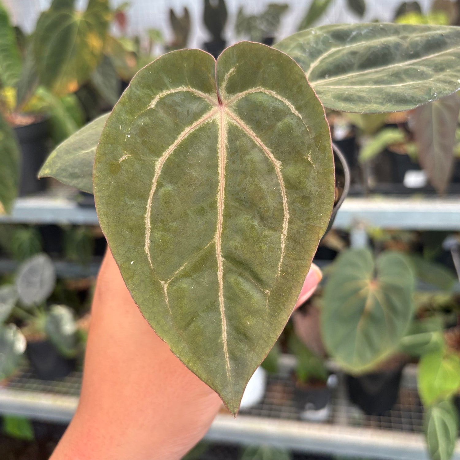 Anthurium Black Muscle x TSG