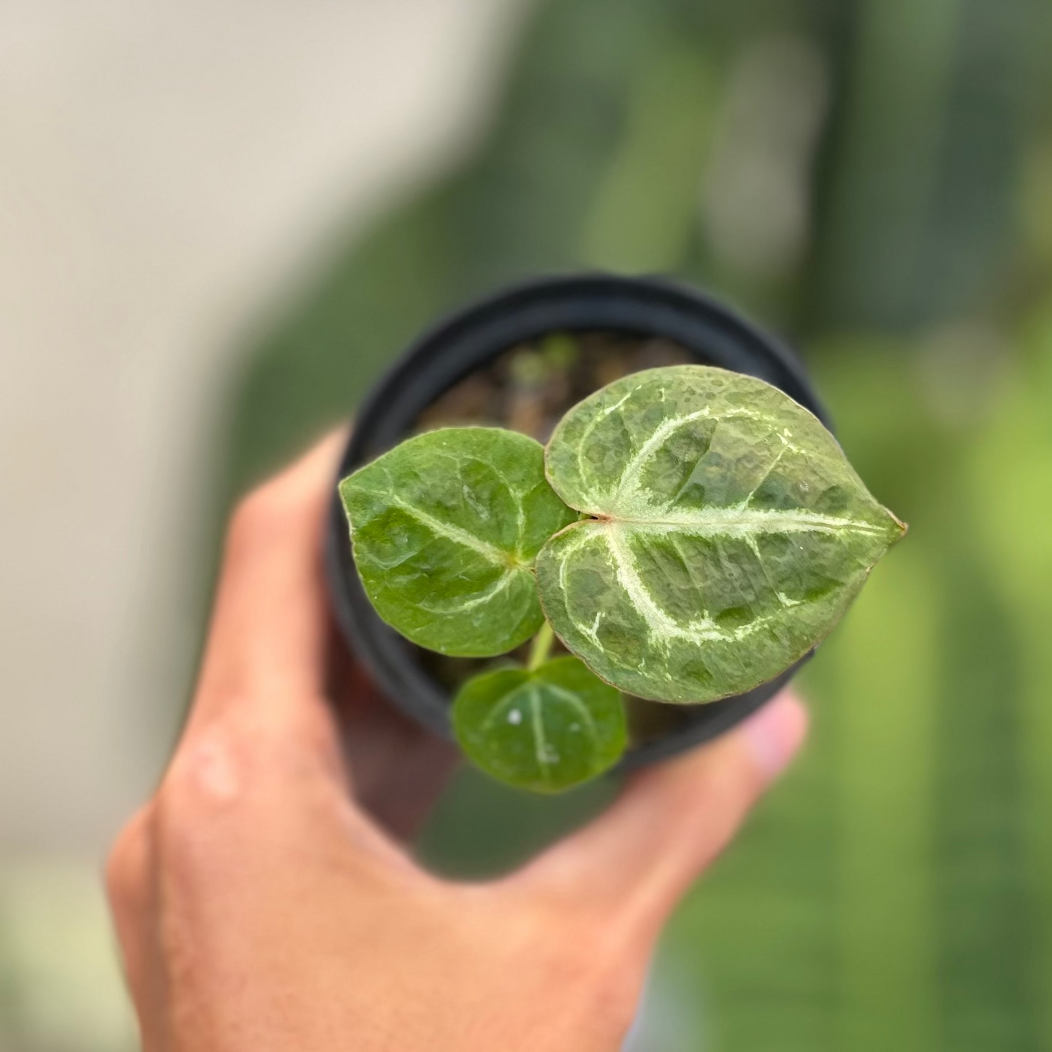 Anthurium TSG x King Of Spades