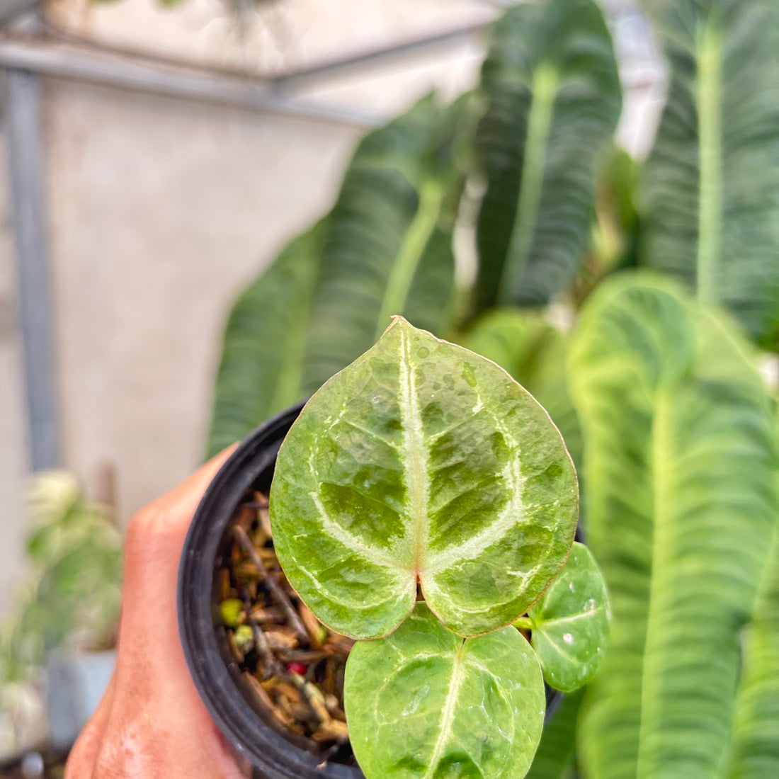 Anthurium TSG x King Of Spades