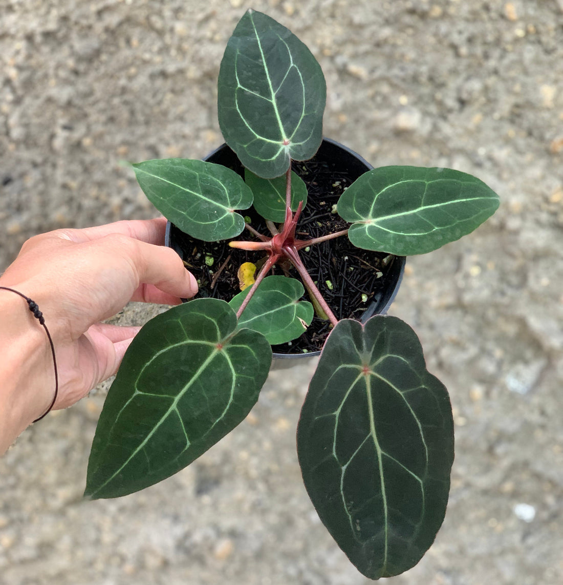 Anthurium forgetti x (michelle x tirtoise grey)