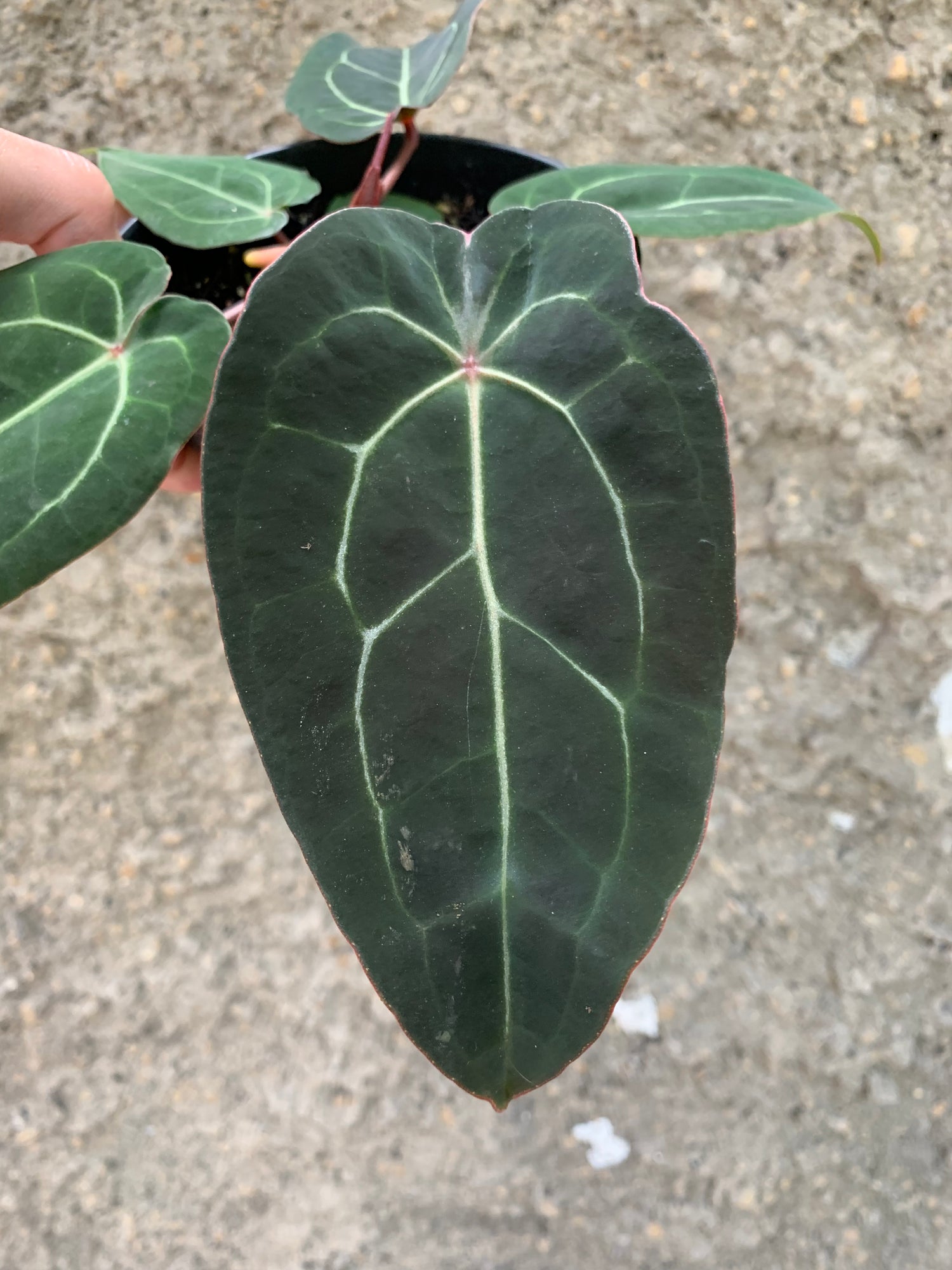 Anthurium forgetti x (michelle x tirtoise grey)
