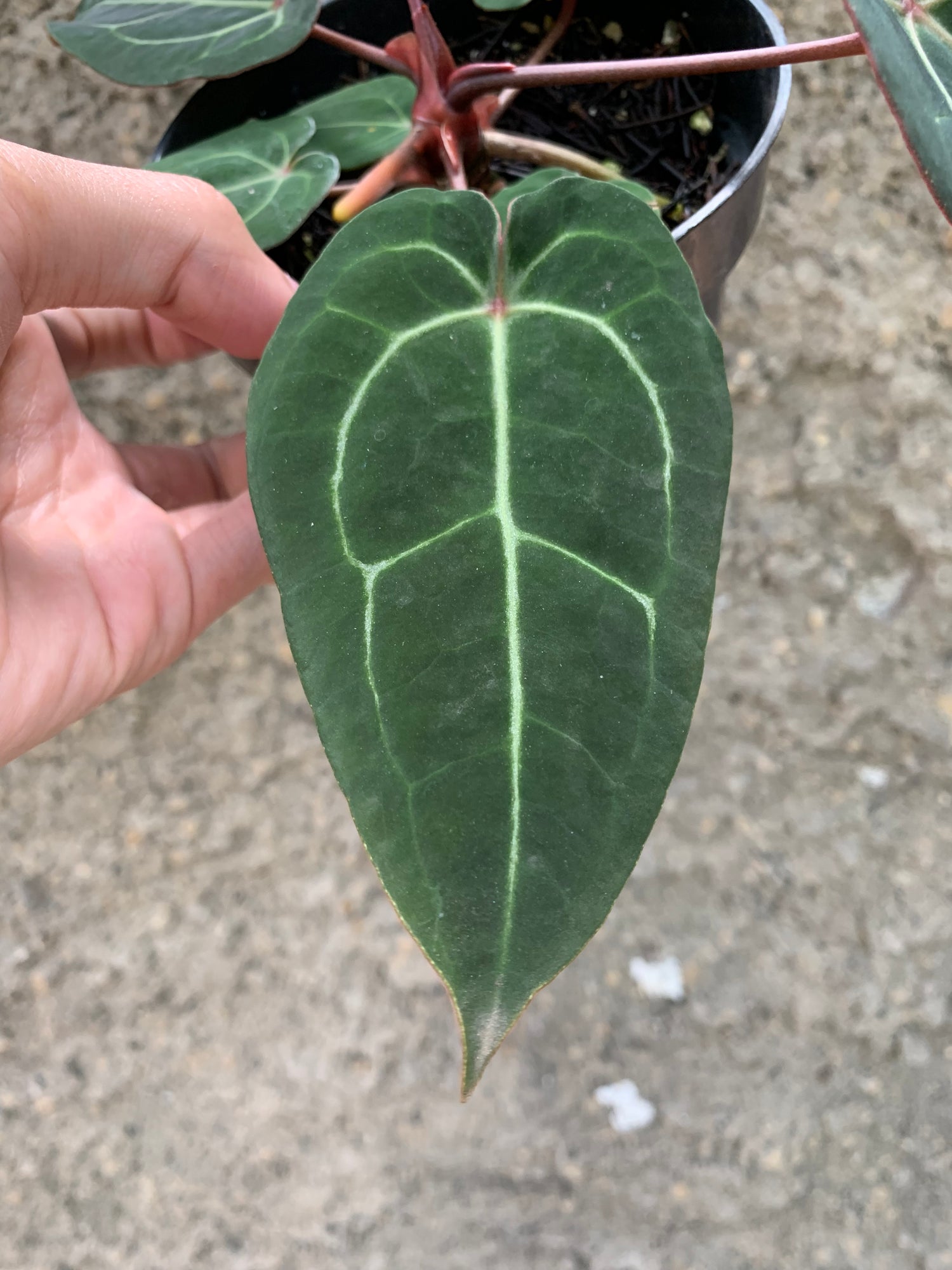 Anthurium forgetti x (michelle x tirtoise grey)