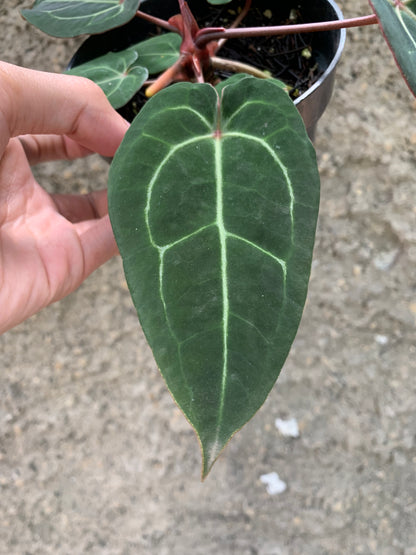 Anthurium forgetti x (michelle x tirtoise grey)