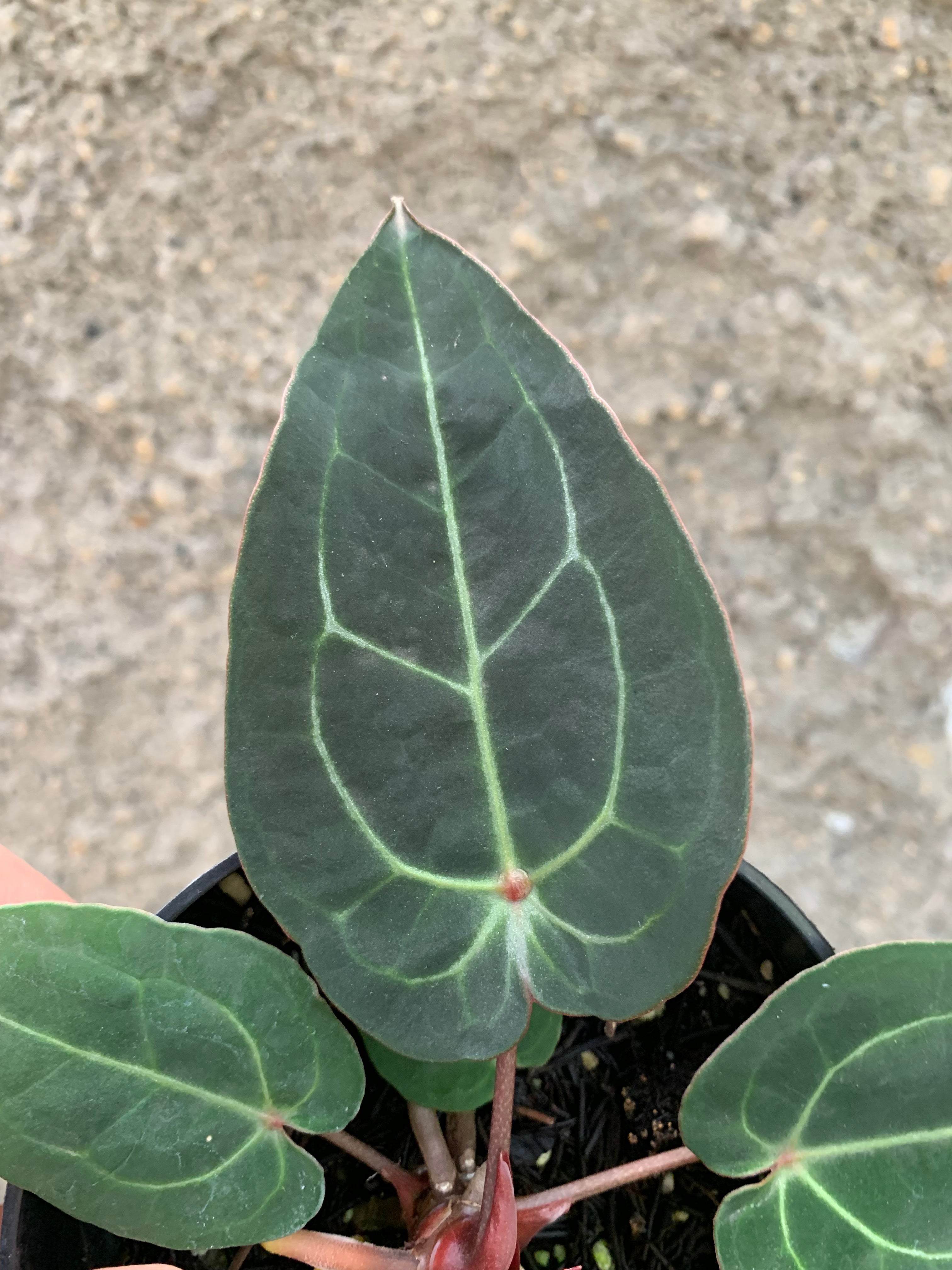 Anthurium forgetti x (michelle x tirtoise grey)