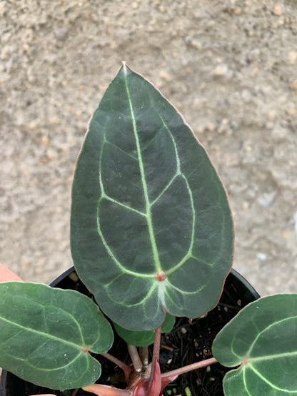 Anthurium forgetti x (michelle x tirtoise grey)