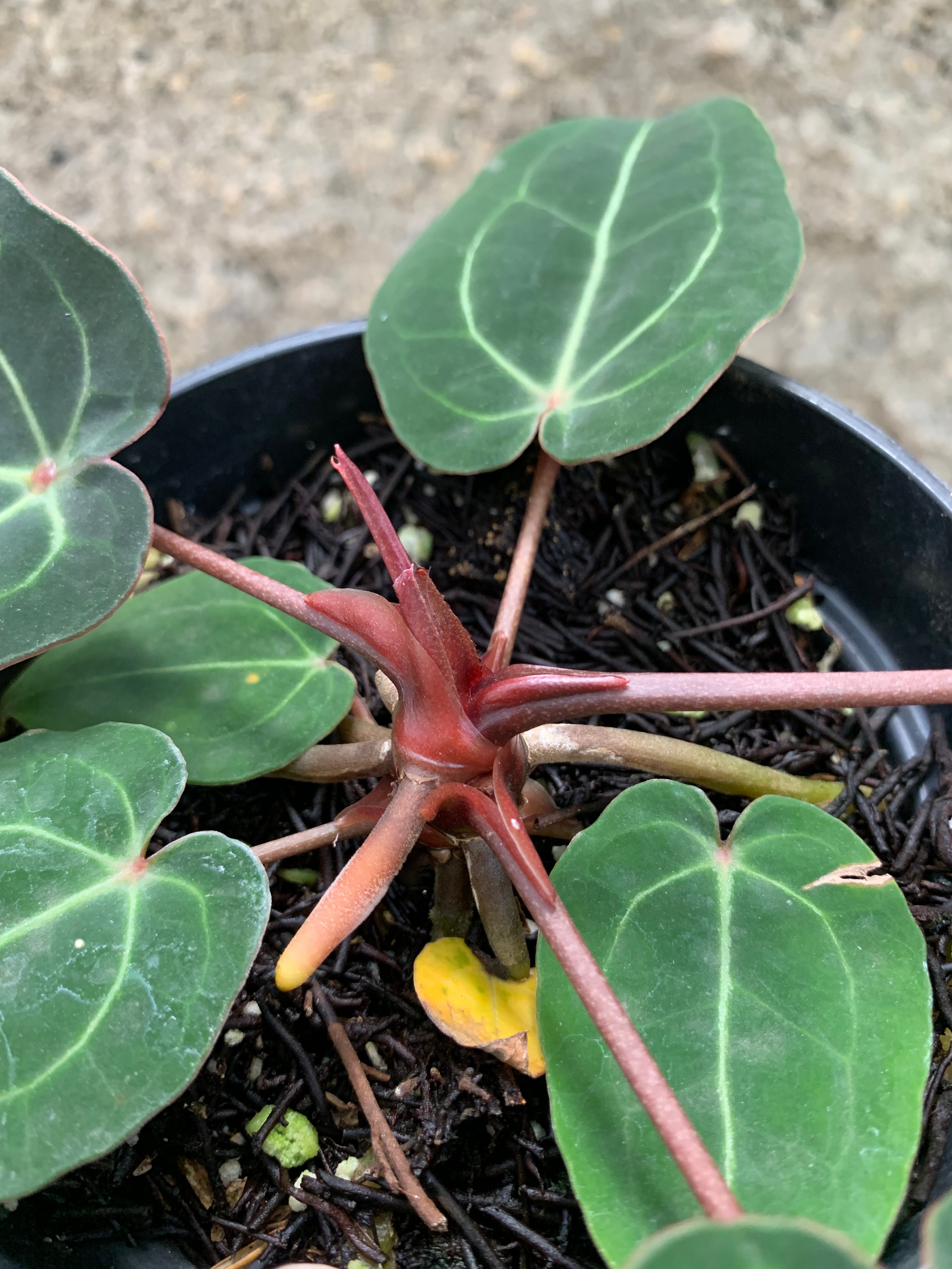 Anthurium forgetti x (michelle x tirtoise grey)