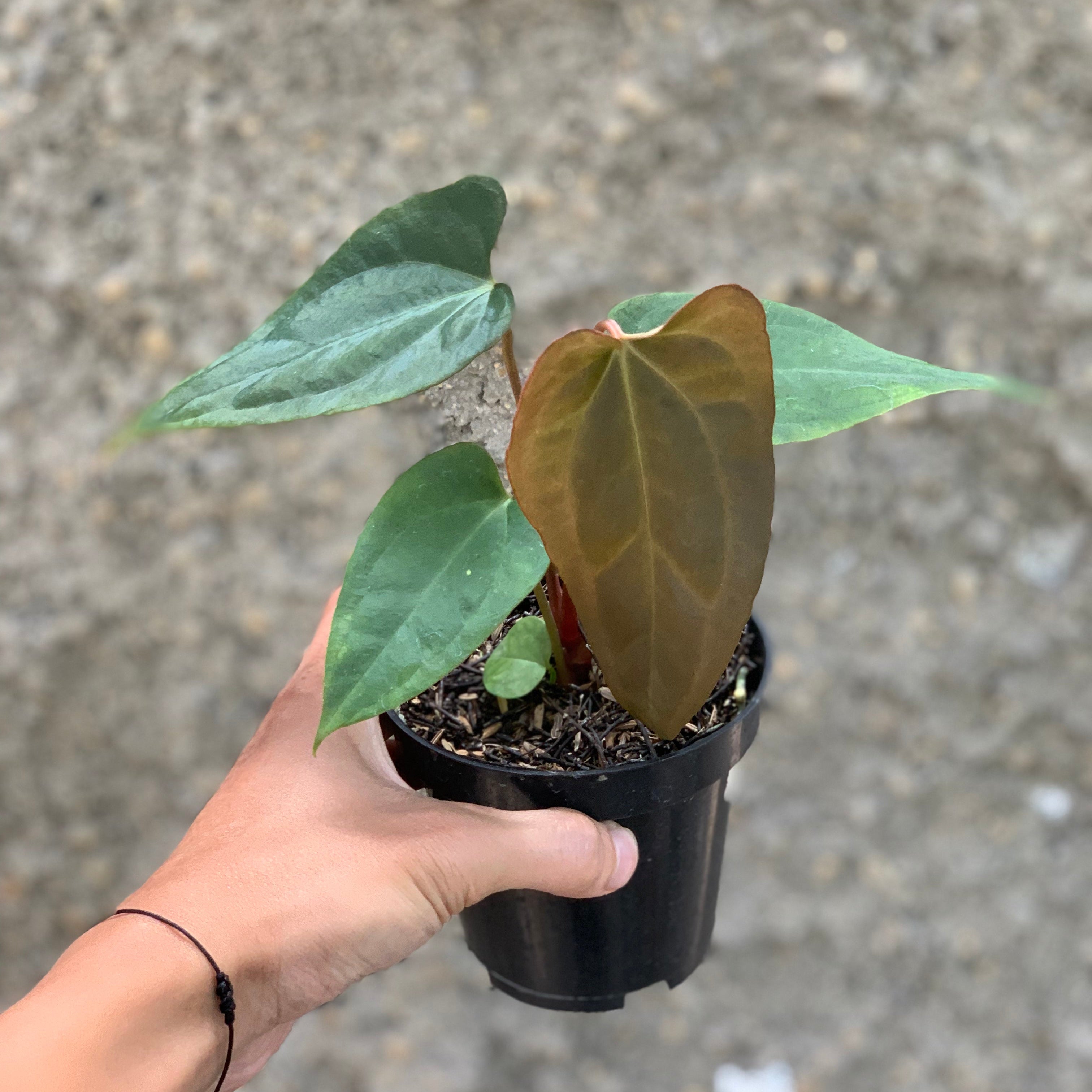 Anthurium (DHS x RVC) x RVDP Variegated