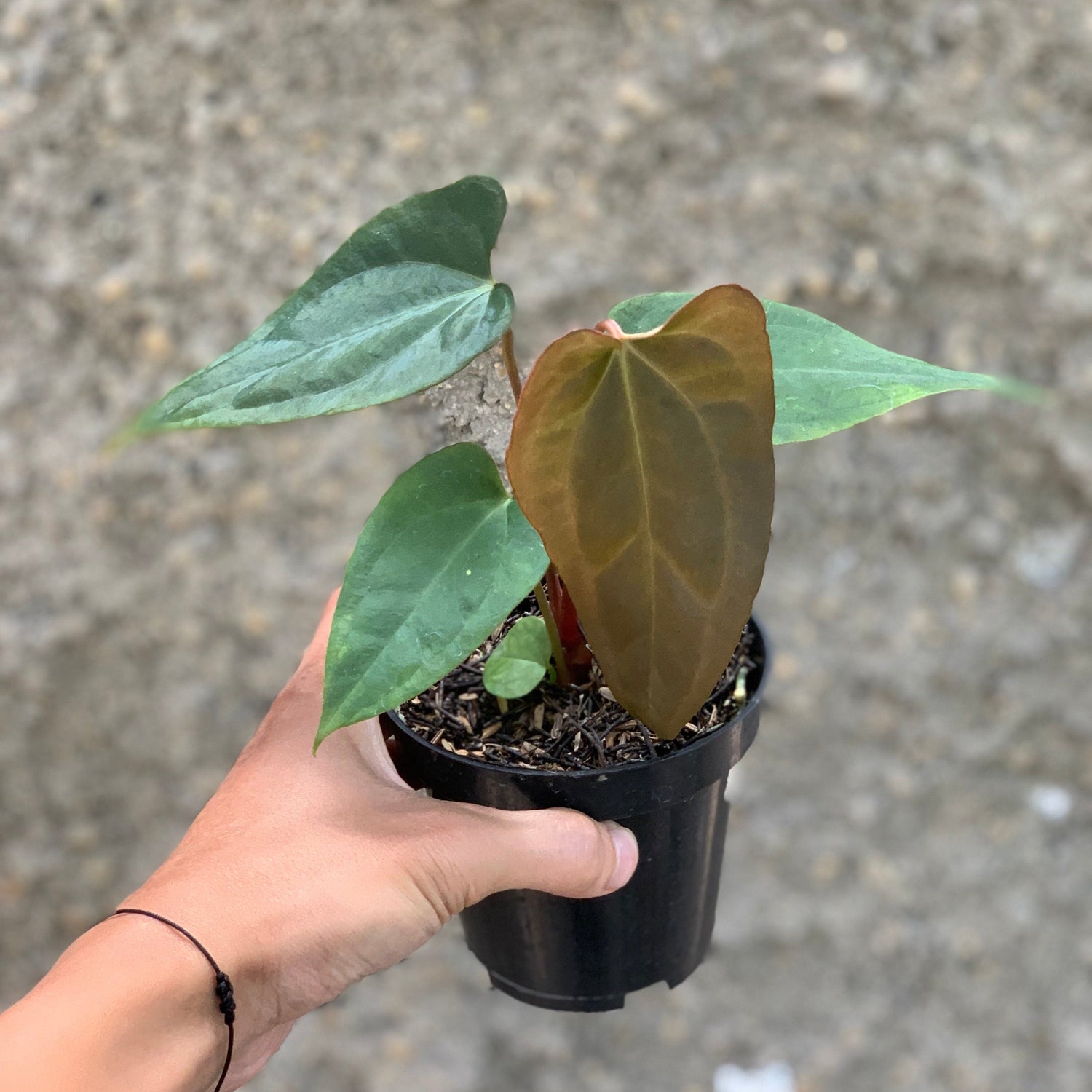 🎁 Anthurium (DHS x RVC) x RVDP Variegated (100% off)