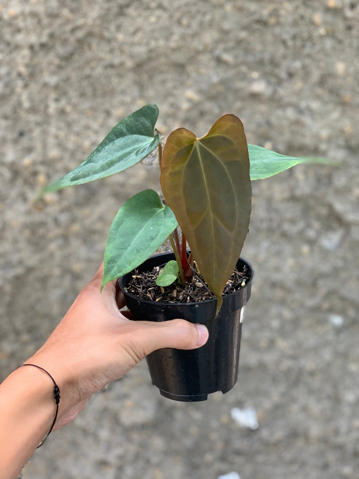 Anthurium (DHS x RVC) x RVDP Variegated