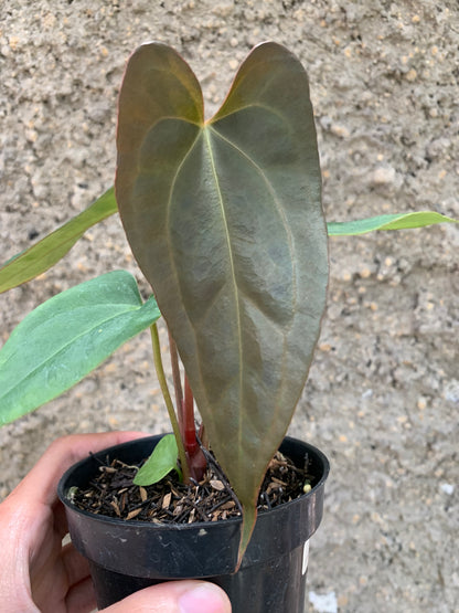 Anthurium (DHS x RVC) x RVDP Variegated