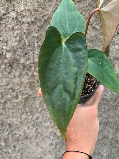 Anthurium (DHS x RVC) x RVDP Variegated