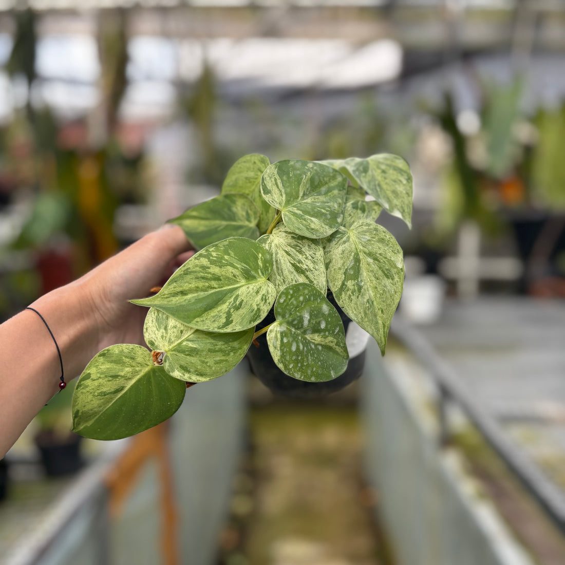 RP016-5 Philodendron Hederaceum Variegated