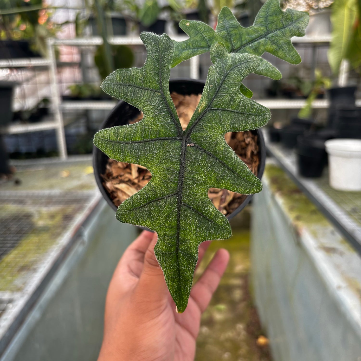 RP017-5 Alocasia Jacklyn