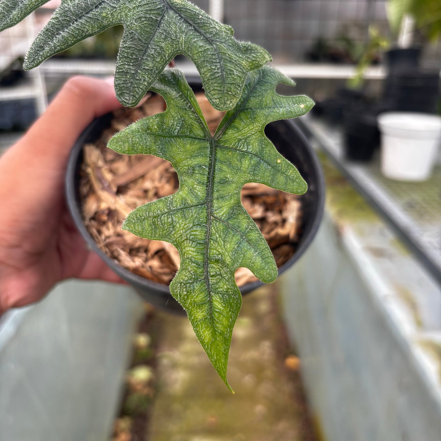 RP017-5 Alocasia Jacklyn