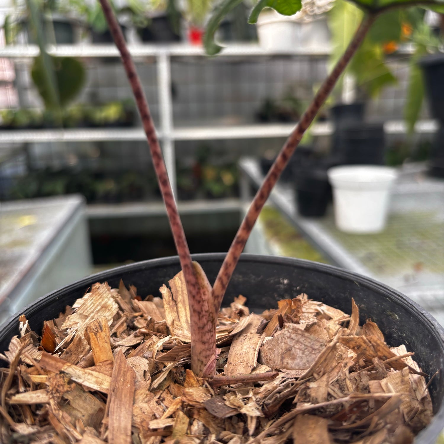RP017-5 Alocasia Jacklyn