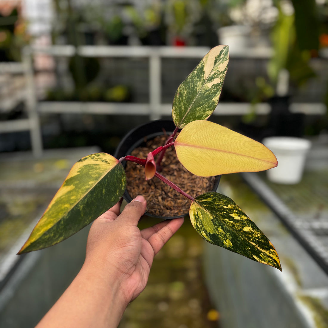RP021-5 Philodendron Strawberry Shake