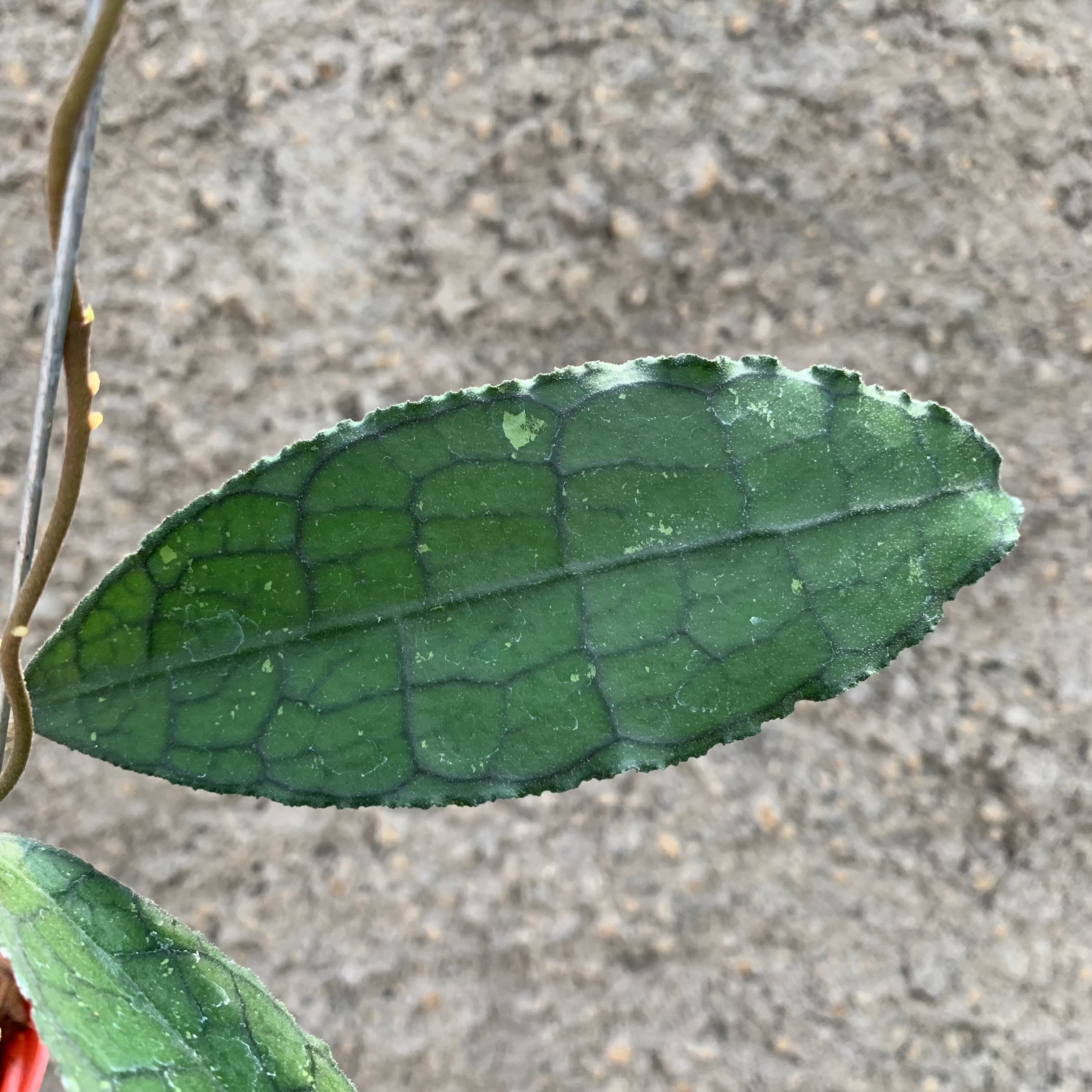 Hoya Clemensiorum Green