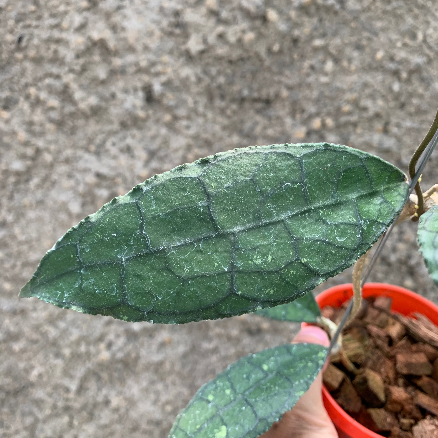 Hoya Clemensiorum Green