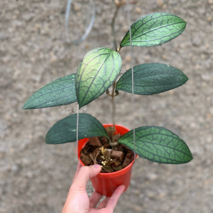Hoya vitellinoides Sp Sumatra