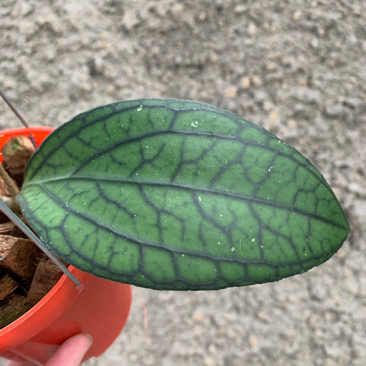 Hoya vitellinoides Sp Sumatra