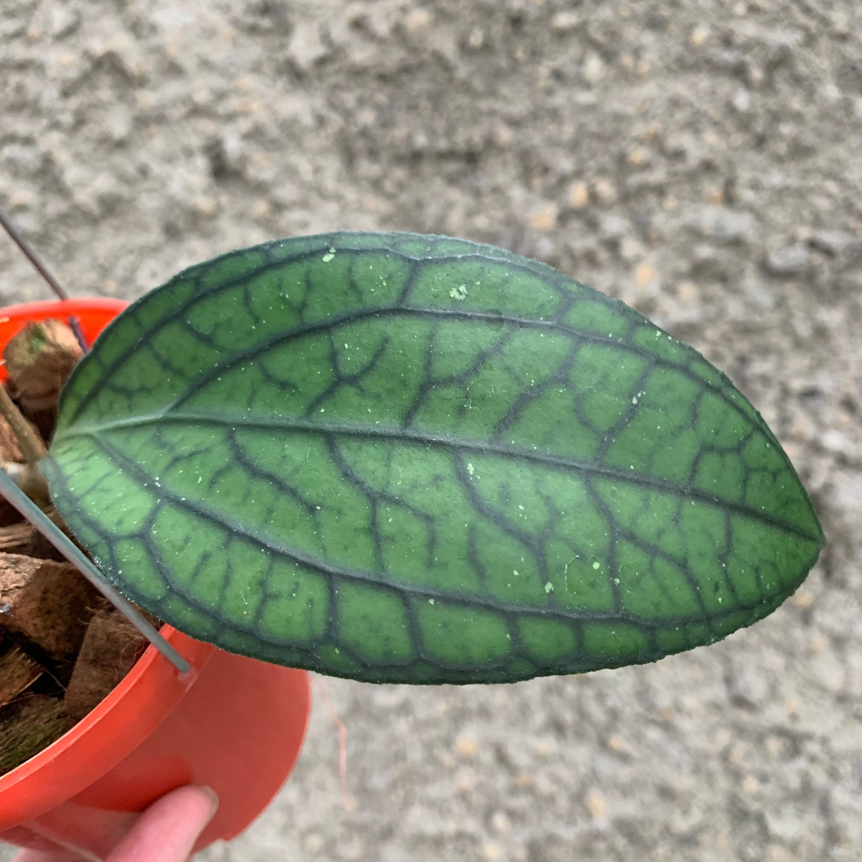 Hoya vitellinoides Sp Sumatra