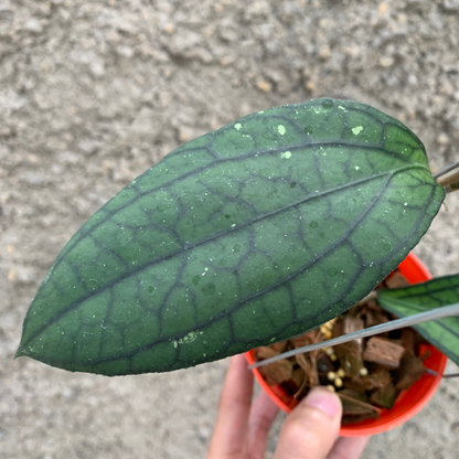 Hoya vitellinoides Sp Sumatra