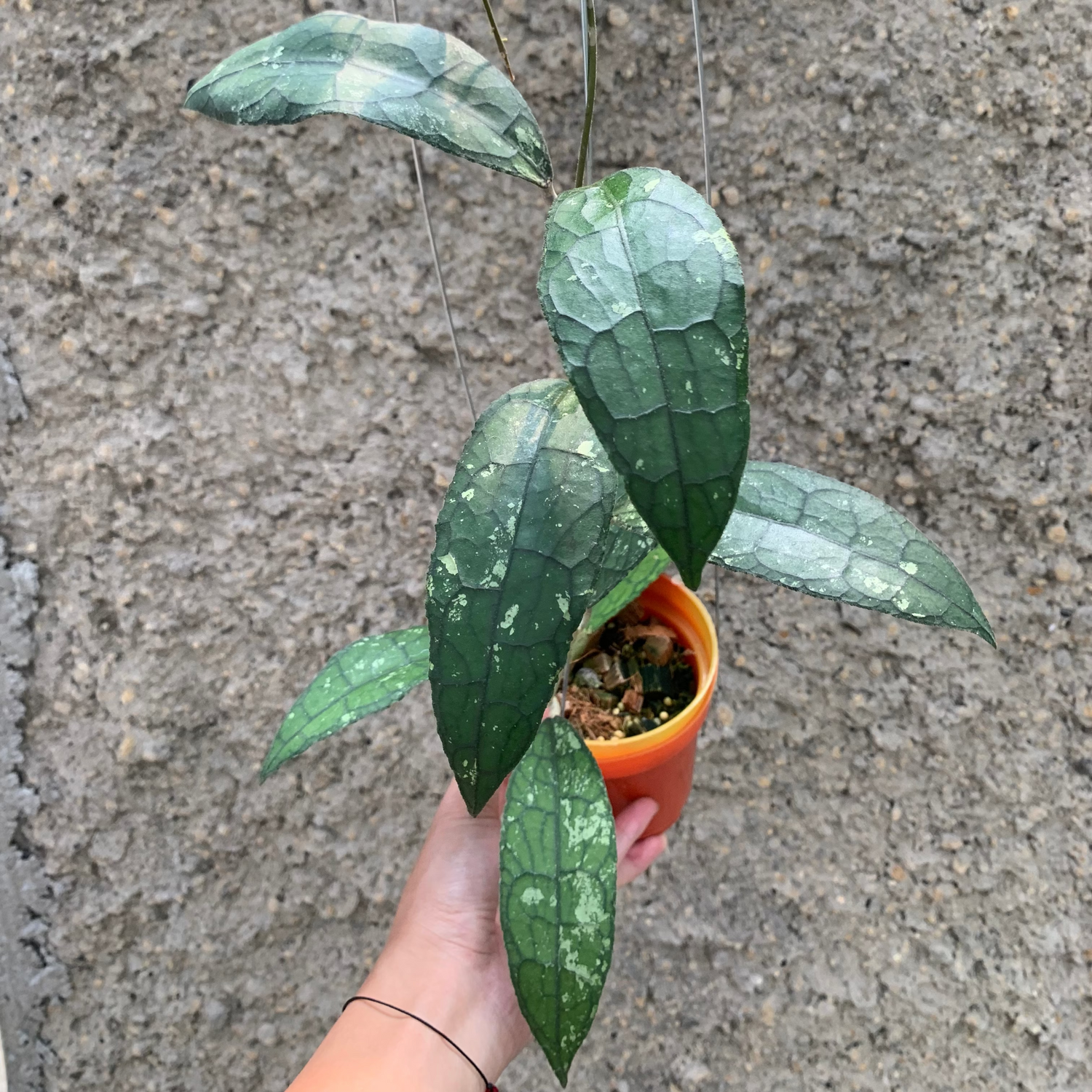 Hoya Clemensiorum Aceh