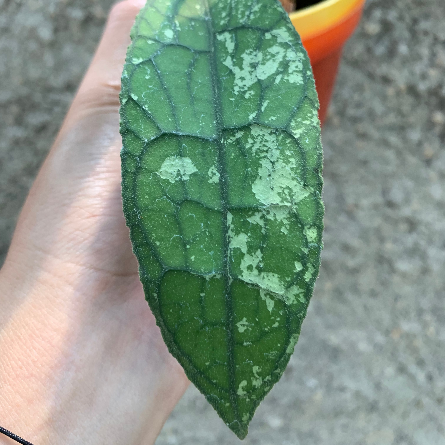Hoya Clemensiorum Aceh