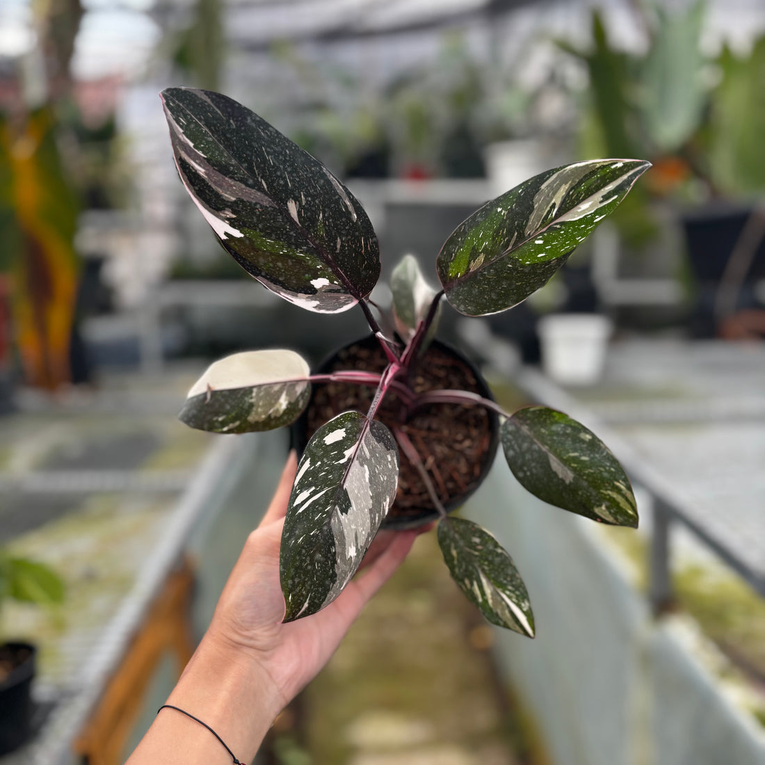 RP025-5	Philodendron Red Anderson