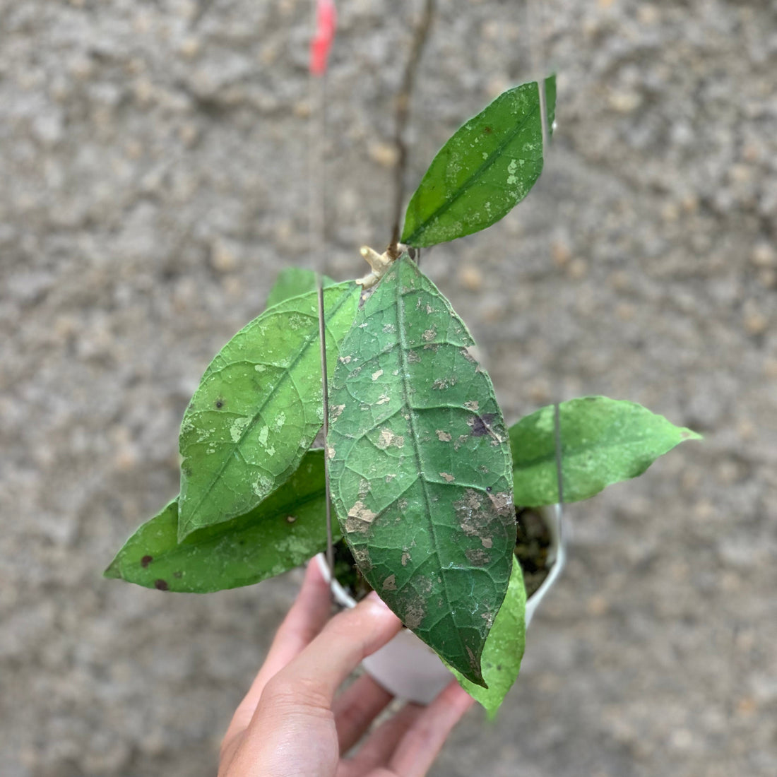 Hoya Lambii