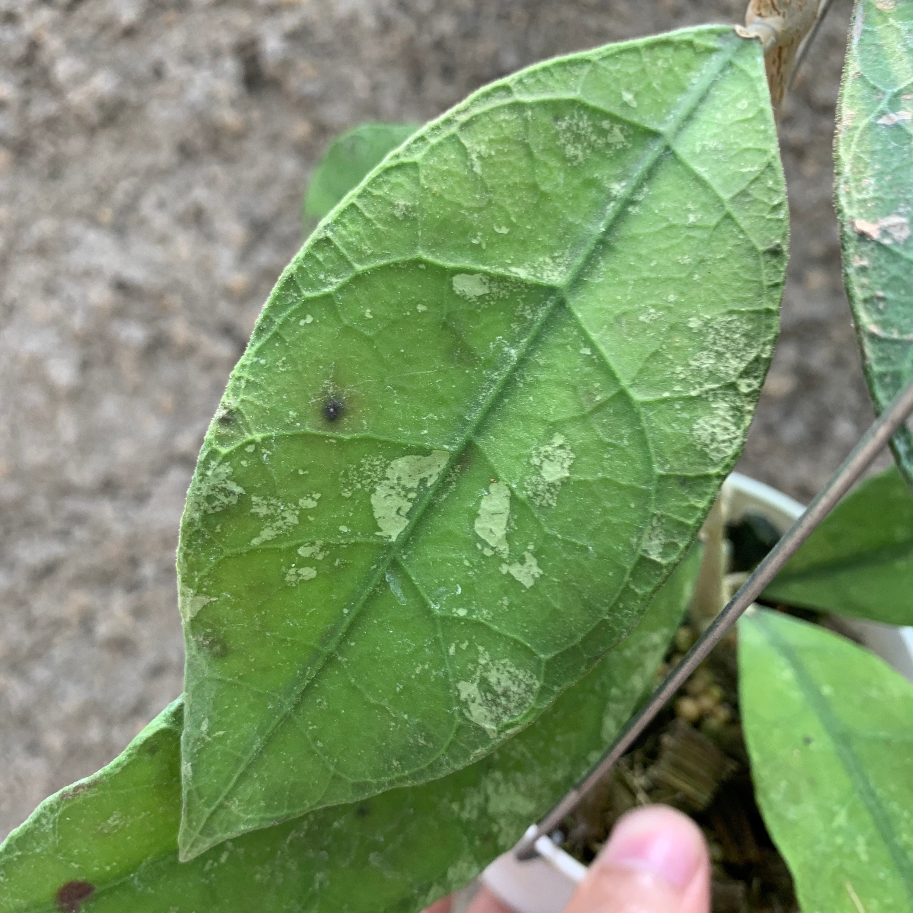 Hoya Lambii