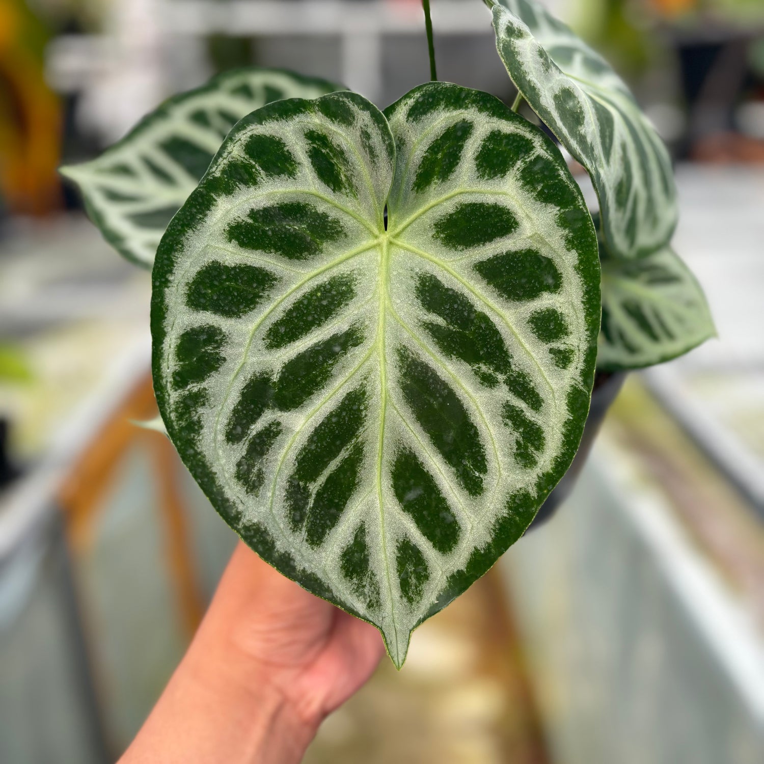RP026-5	Alocasia Dorayaki silver