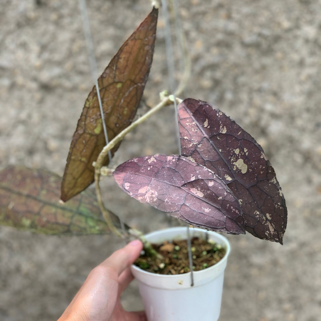 Hoya Clemensiorum Red