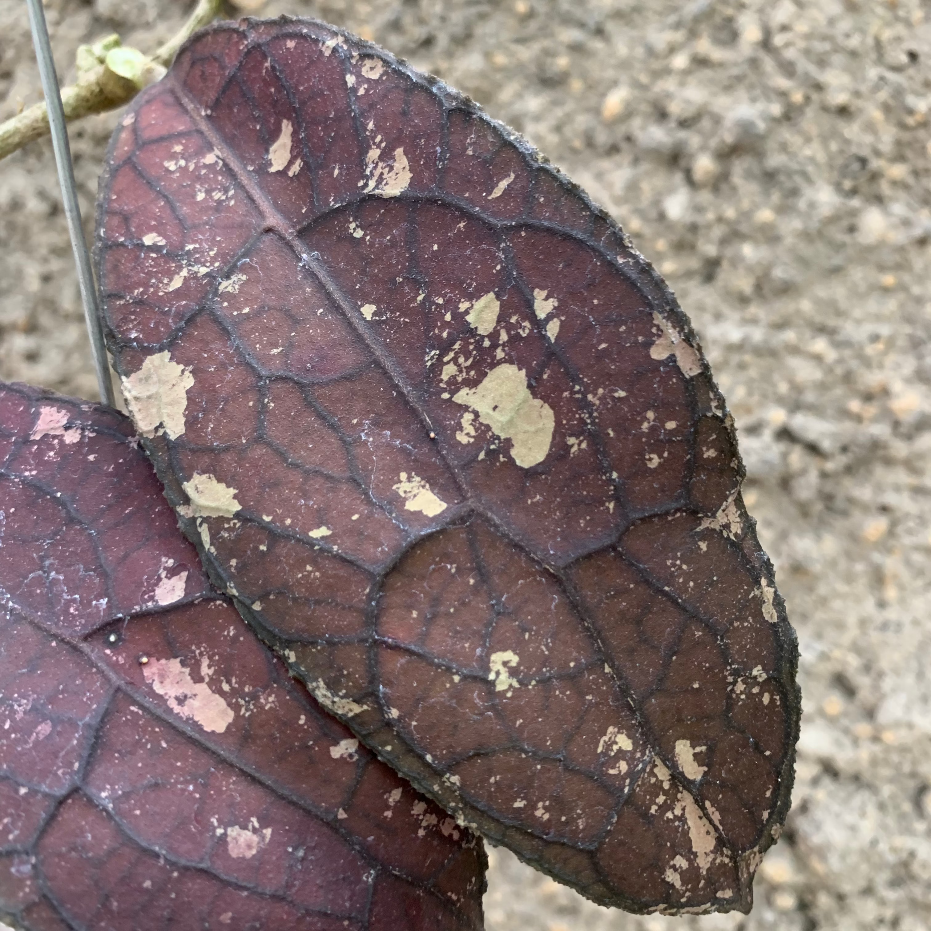 Hoya Clemensiorum Red