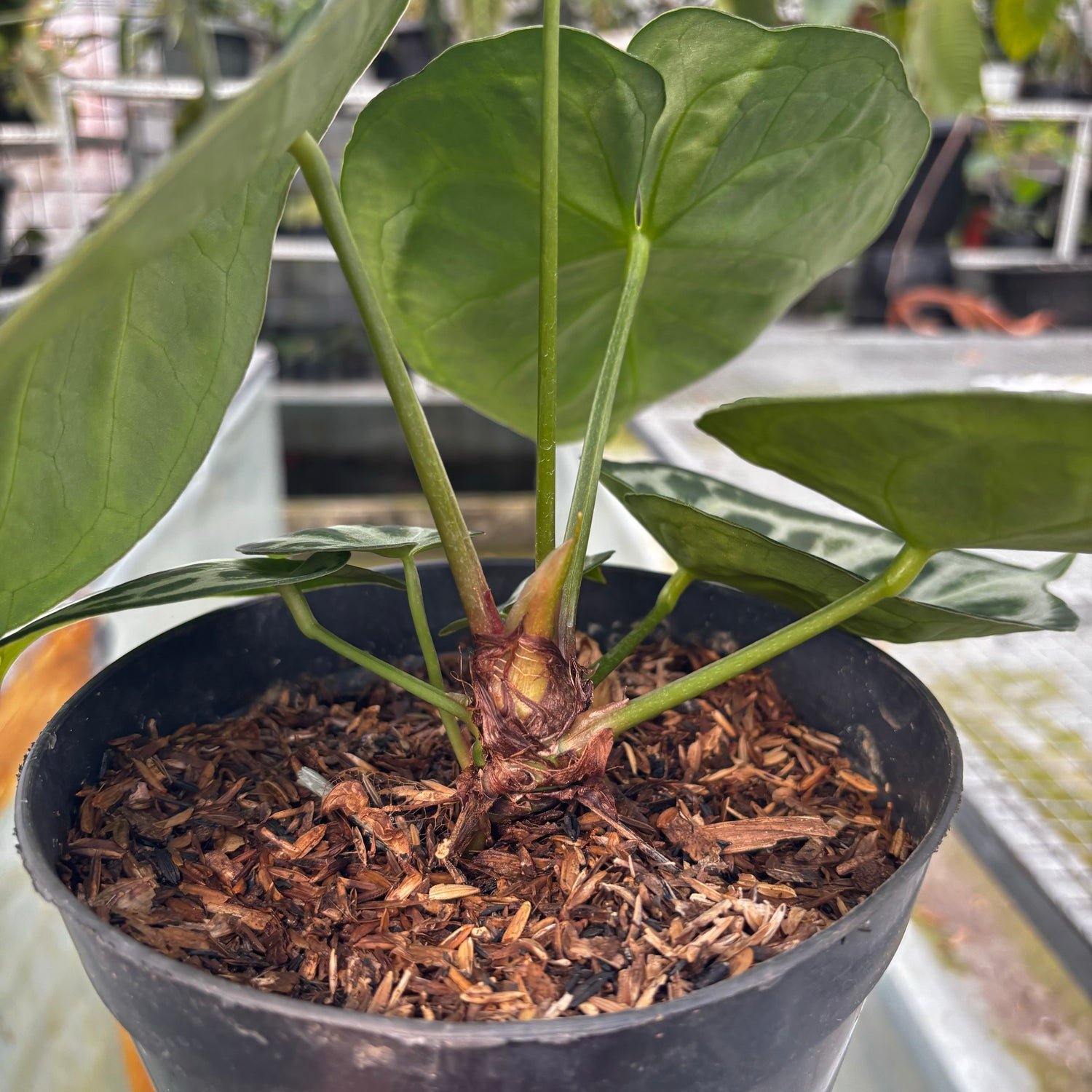 RP026-5	Alocasia Dorayaki silver