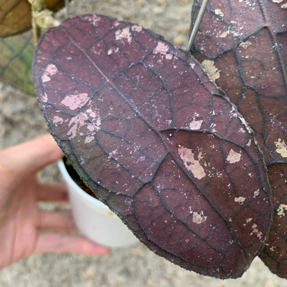 Hoya Clemensiorum Red
