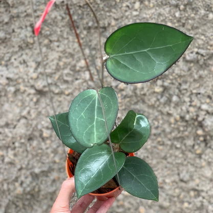 Hoya Vitelina HSL