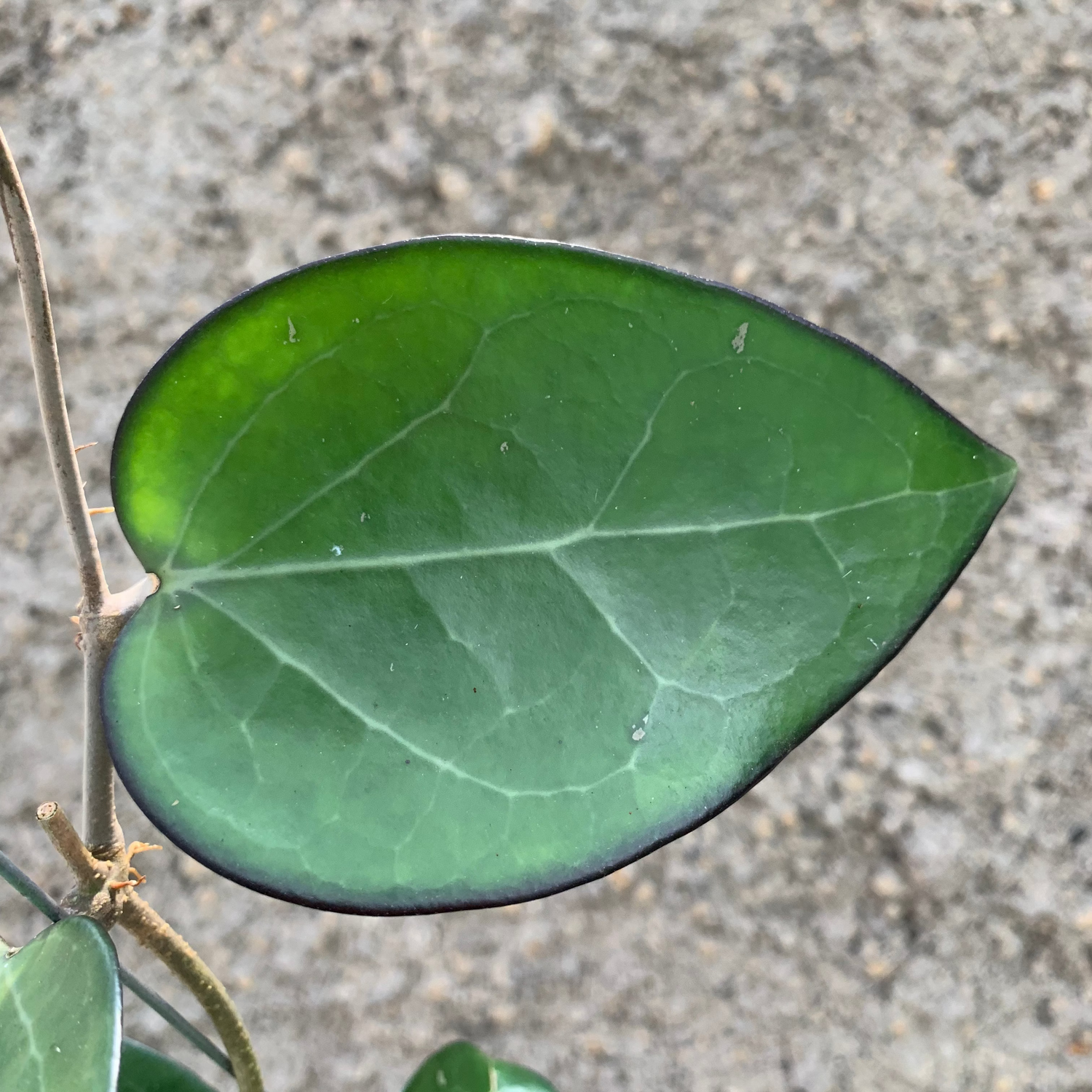 Hoya Vitelina HSL
