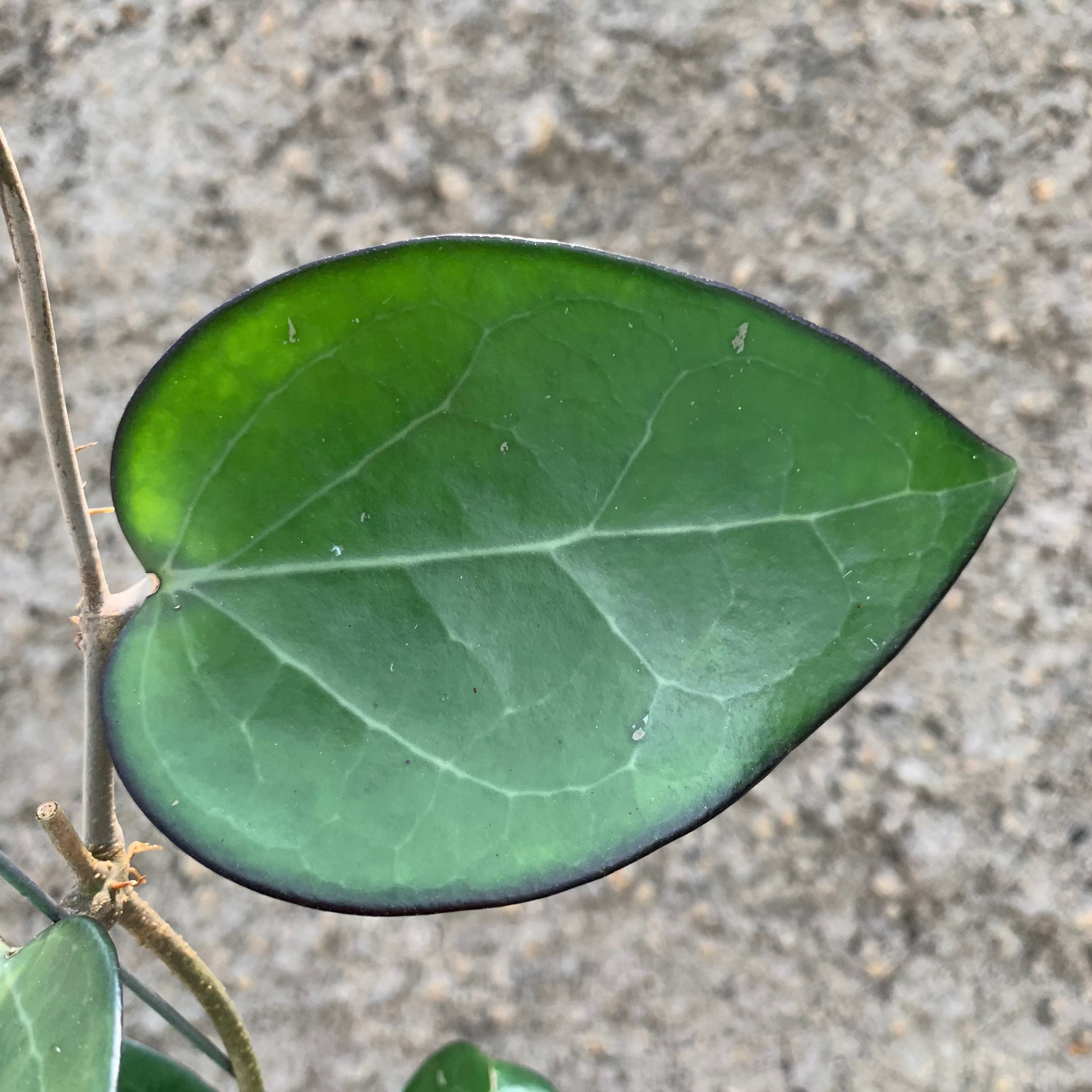 Hoya Vitelina HSL