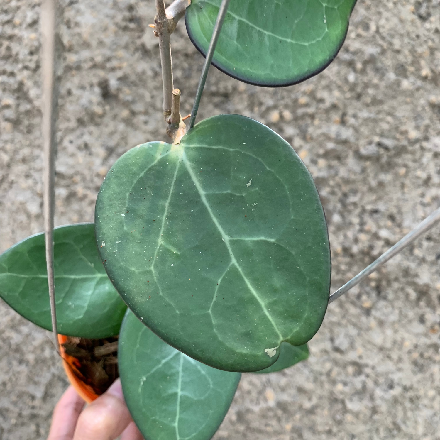 Hoya Vitelina HSL