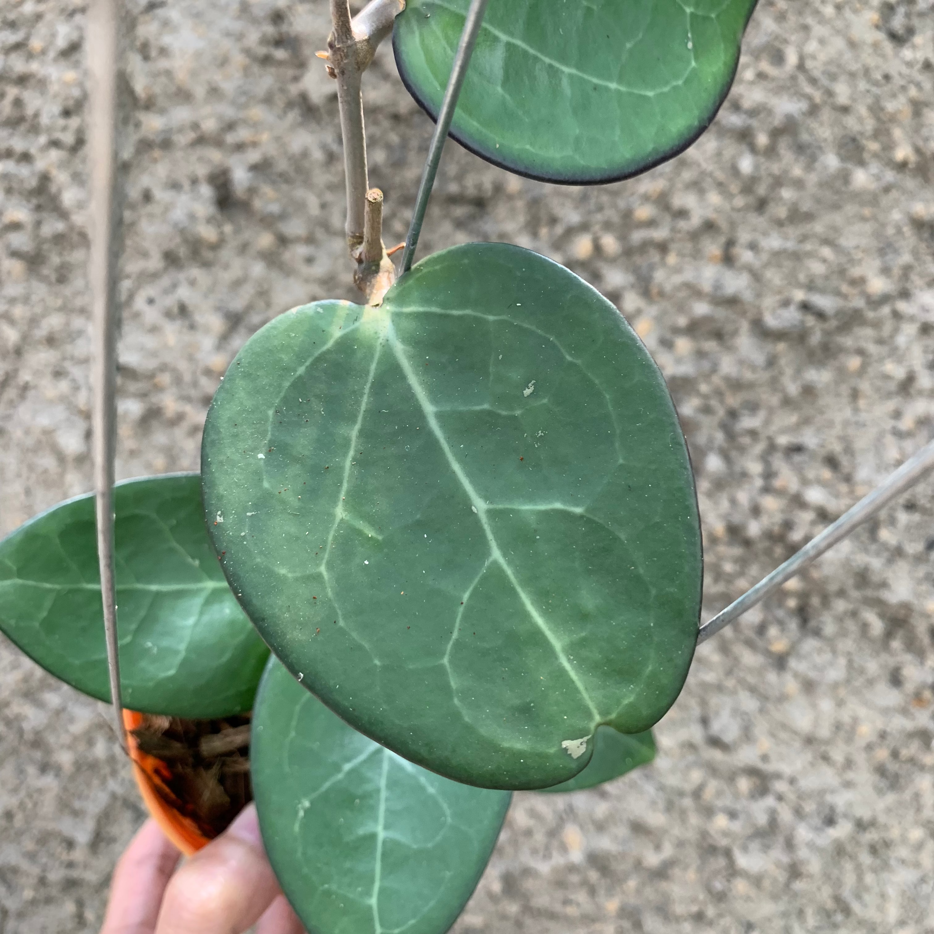 Hoya Vitelina HSL